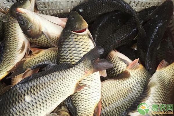 如何預(yù)防魚(yú)鰓蓋潰爛的復(fù)發(fā)（arxiv論文助手（arxiv論文助手未返回2023年后相關(guān)前沿研究）