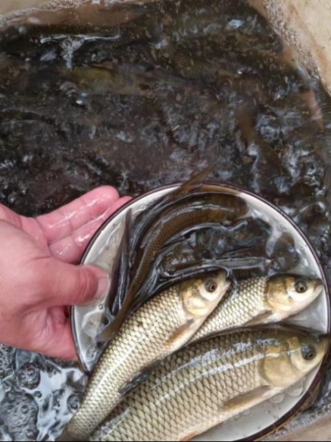如何預(yù)防魚(yú)鰓蓋潰爛的復(fù)發(fā)（arxiv論文助手（arxiv論文助手未返回2023年后相關(guān)前沿研究）