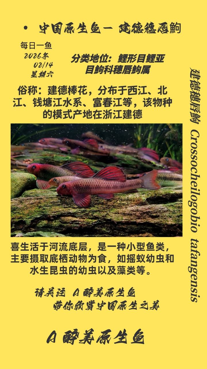 建德穗唇鮈（德穗唇[需手動填充]是什么）