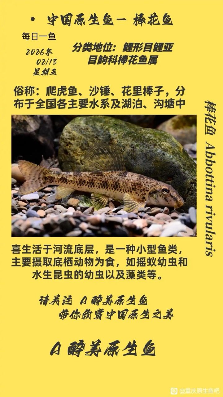 棒花魚（棒花魚的營養價值）