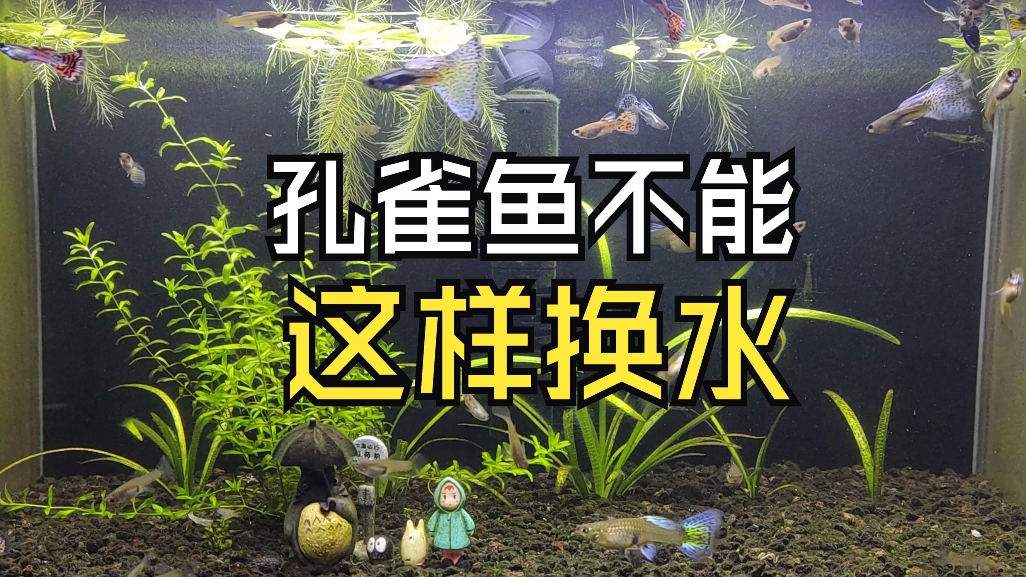 孔雀魚換水時需要注意什么（孔雀魚換水時需要注意的事項）