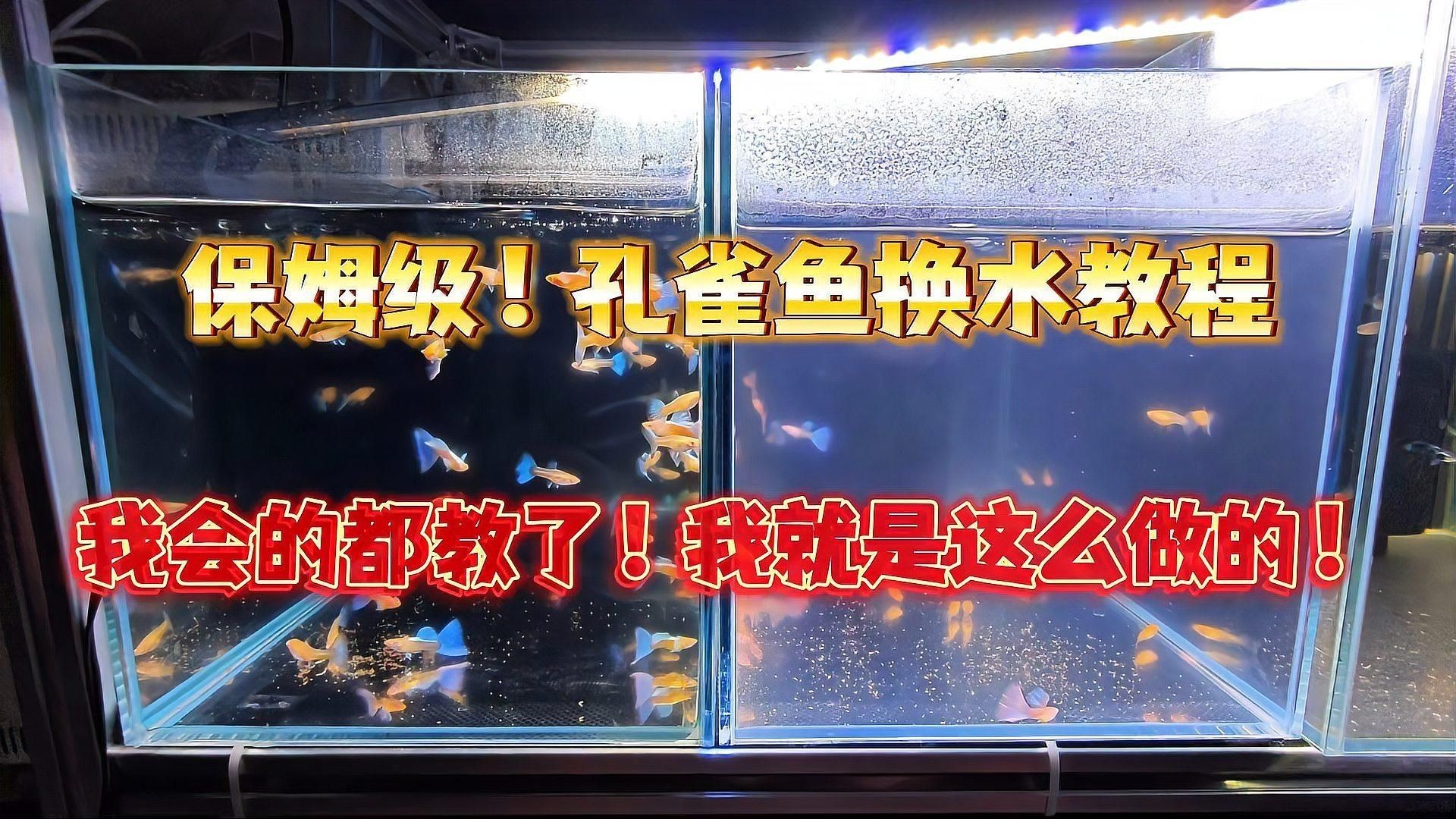 孔雀魚換水時需要注意什么（孔雀魚換水時需要注意的事項）