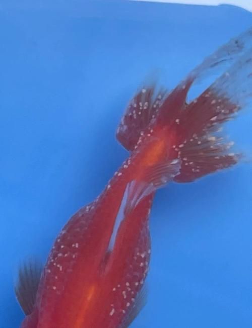 如何判斷金魚是否感染（如何判斷金魚感染）