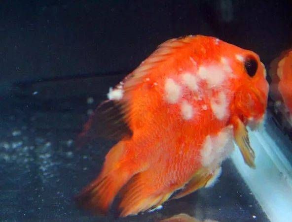 如何判斷金魚是否感染（如何判斷金魚感染）