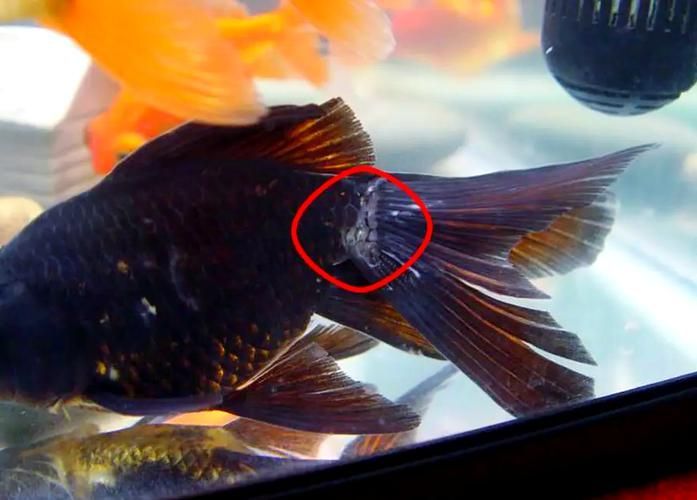 如何判斷金魚是否感染（如何判斷金魚感染）