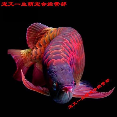 如何區分福清龍魚的品種？