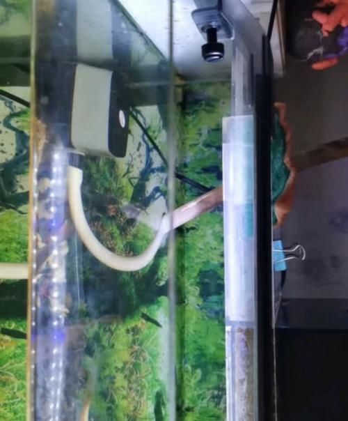魚缸燈推薦（魚缸燈實物圖、光譜分布圖、光譜分布圖、光譜分布圖）