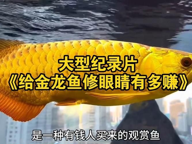 詳解一下金龍魚紀錄片的內容（《品牌強國之路》第七期《金龍魚：引領糧油行業高質量發展》完整呈現了這個國民品牌如何從1991年推出中國糧油）