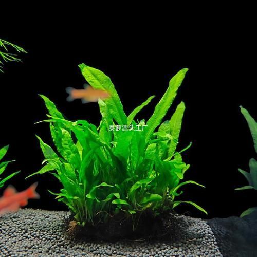 過背金龍適合的水草種類（過背金龍適用水草種類）
