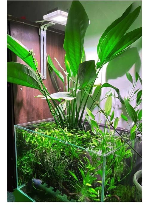 過背金龍適合的水草種類（過背金龍適用水草種類）
