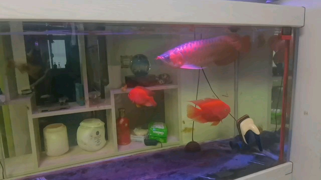 打卡（小伙不帥_人見人愛評論：666,金雞暢天下評論）