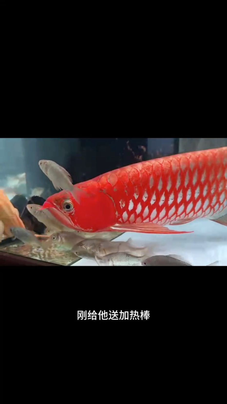 感謝臺州徐總的反饋視頻??
小烈焰長大啦，紅的一塌糊涂????
PS：過年期間魚友們一定要備一個靠譜的加熱棒，避免煮魚也要避免掉溫！
#萬隆天王紅龍 #龍魚 #紅龍 #觀賞魚 #養魚日記（萬隆天王紅龍）
