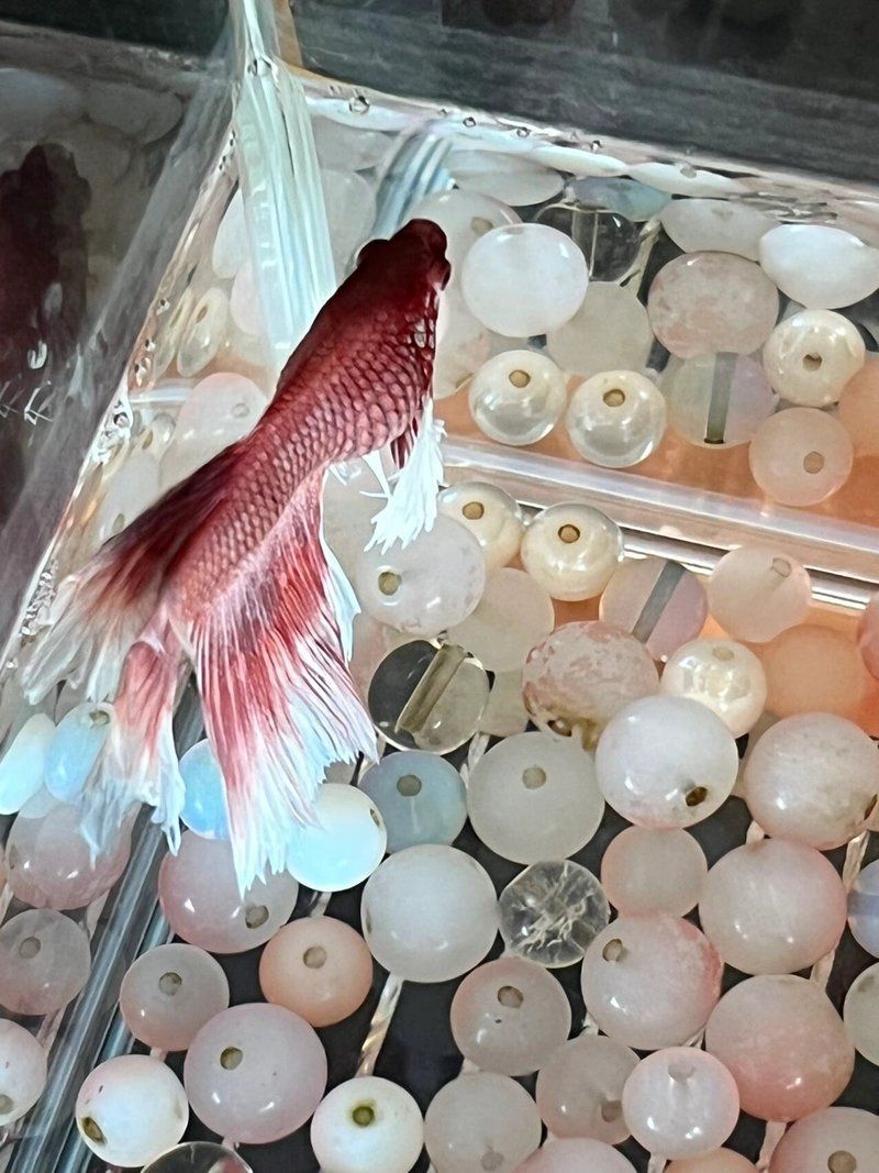 魚腹水病治療期間需要停食嗎（泰國斗魚腹水病治療全攻略魚腹水病治療全攻略）