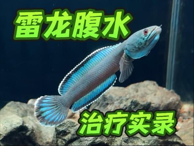 龍魚腹水有哪些治療方法（如何判斷龍魚是否患有腹水？）
