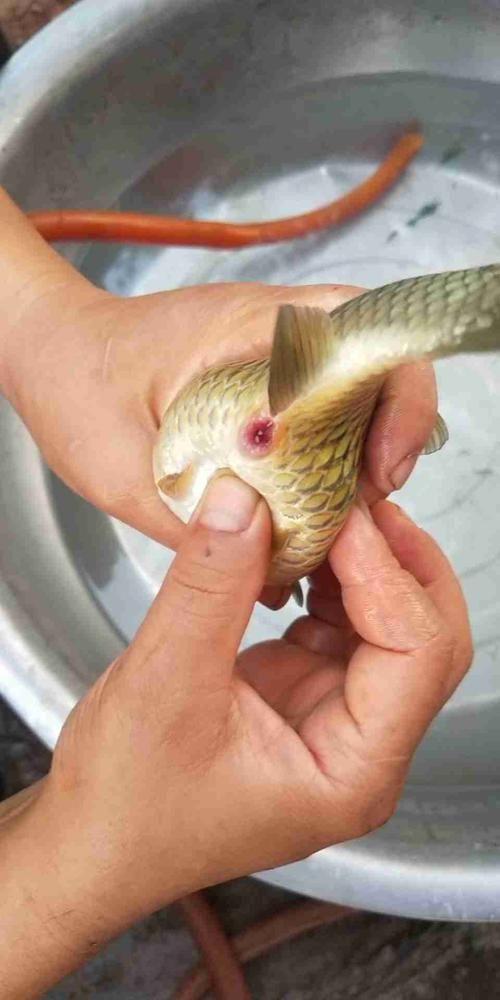 龍魚(yú)腸炎的治療方法有哪些