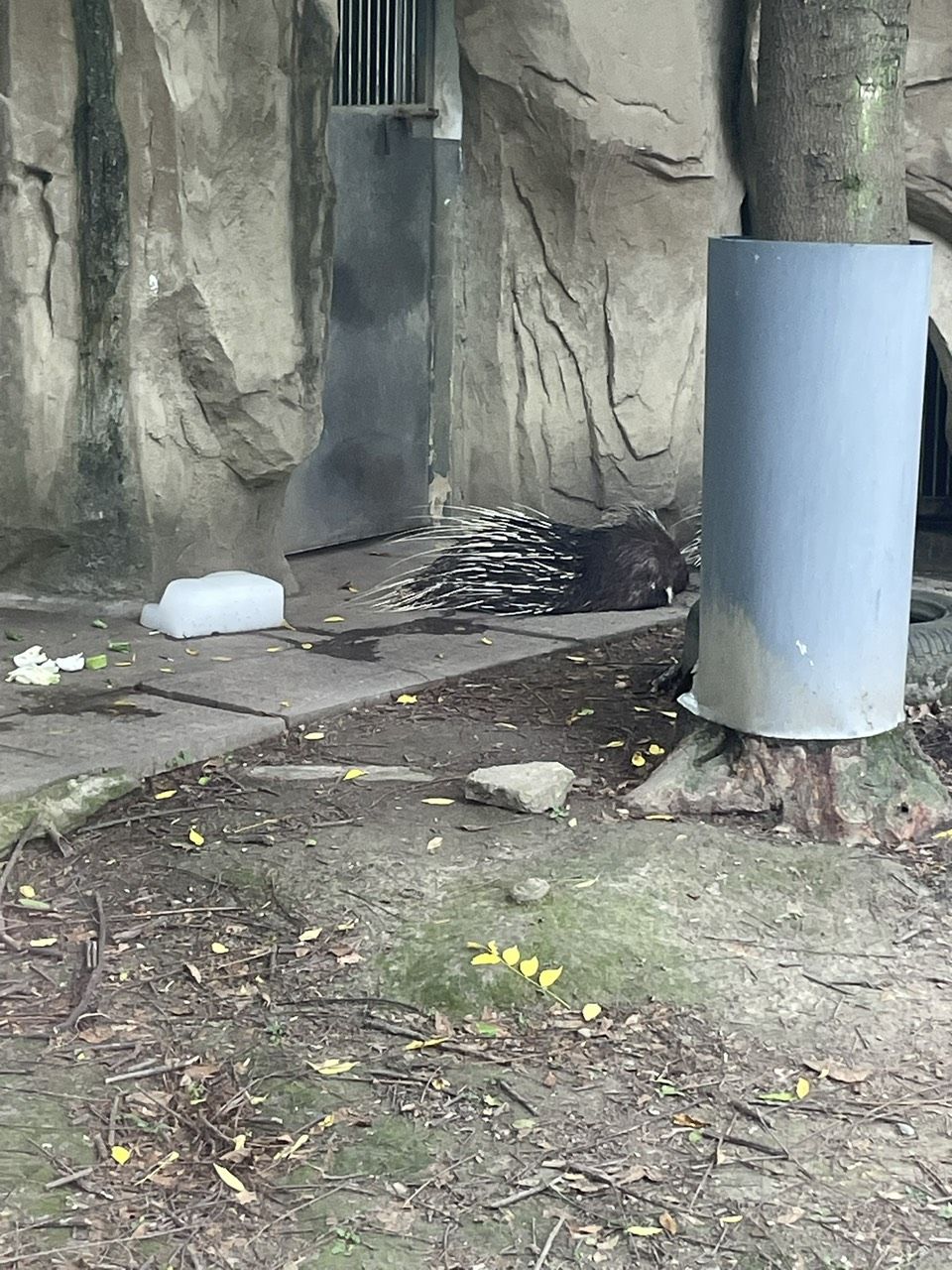 極品（“極品”一詞是什么意思）