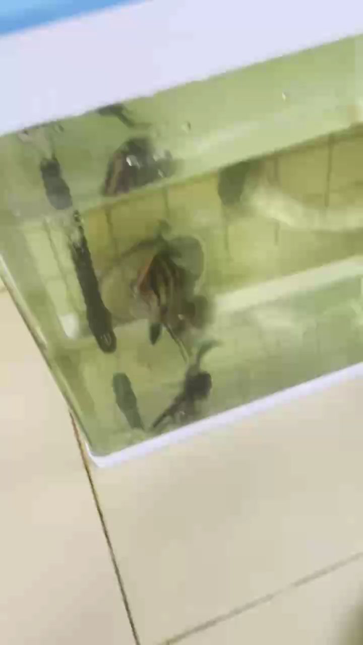 極品（“極品”一詞在現代社會中的流行趨勢）