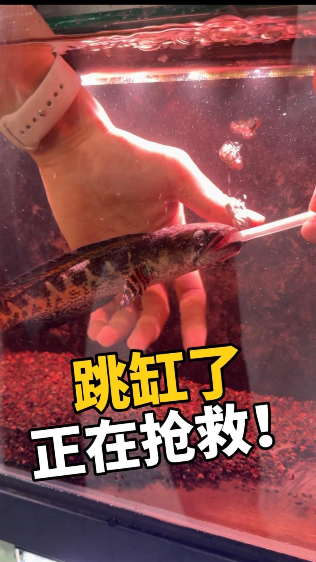 龍魚(yú)跳缸后多久能恢復(fù)正常活動(dòng)（魚(yú)跳缸后多久能恢復(fù)正常活動(dòng)是一個(gè)復(fù)雜的問(wèn)題）