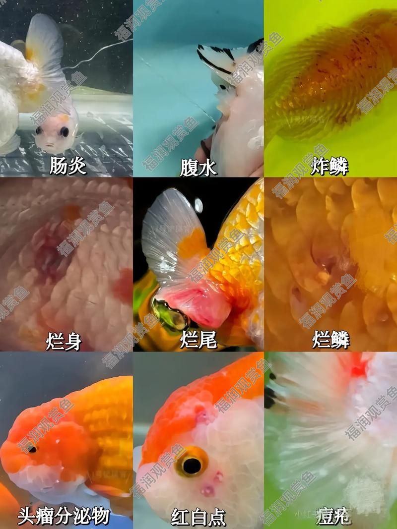 能否提供魚白眼病治療前后的對比圖（如何判斷魚白眼病治療期間需要喂食嗎）