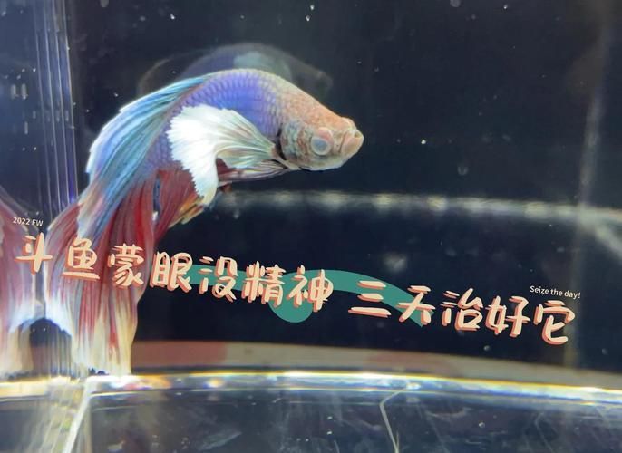 能否提供魚白眼病治療前后的對比圖（如何判斷魚白眼病治療期間需要喂食嗎）