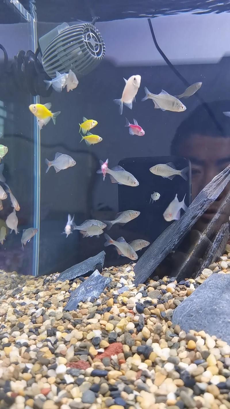 能否提供魚白眼病治療前后的對比圖（如何判斷魚白眼病治療期間需要喂食嗎）