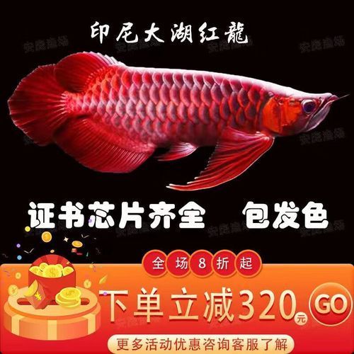 紅龍魚值多少錢（紅龍魚價(jià)格波動(dòng)受多種因素影響紅龍魚價(jià)格波動(dòng)受多種因素影響）