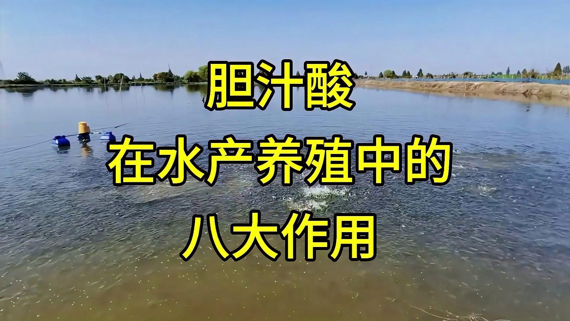 有哪些護(hù)肝型飼料添加劑推薦（張偉博士分享膽汁酸抗應(yīng)激機(jī)制全民小視頻分享膽汁酸抗應(yīng)激機(jī)制）