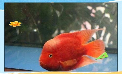 龍魚呼吸急促要警惕四種病（龍魚呼吸急促的四大常見病因）