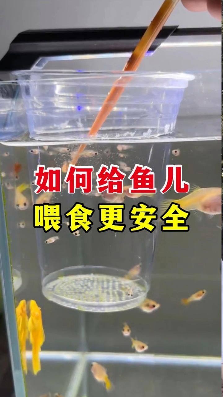 龍魚喂活食有哪些注意事項（魚喂食活食時有幾個重要的注意事項需要遵守：選擇合適的活食）