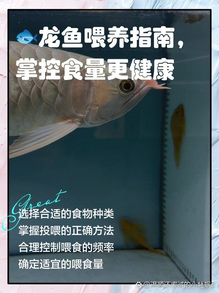 龍魚喂活食有哪些注意事項（魚喂食活食時有幾個重要的注意事項需要遵守：選擇合適的活食）