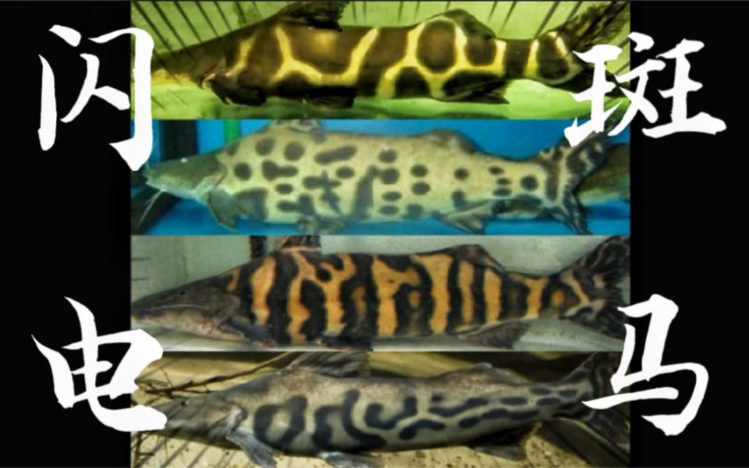 祥龍魚場的斑馬鴨嘴魚質量如何？（如何辨別祥龍魚場的斑馬鴨嘴魚）