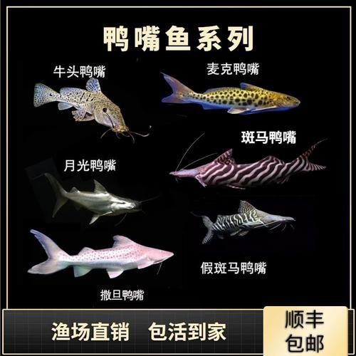 祥龍魚場的斑馬鴨嘴魚質量如何？（如何辨別祥龍魚場的斑馬鴨嘴魚）