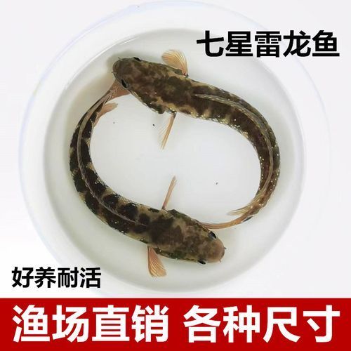 珍珠赤雷龍的市場價格是多少（如何辨別珍珠赤雷龍的品相）