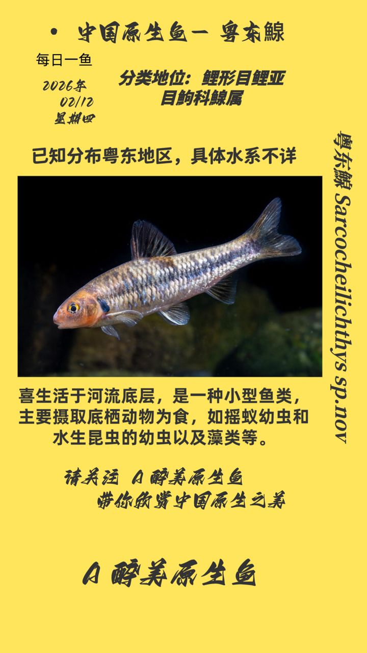 粵東鰁 鰁屬未命名種（未被正式命名的魚類，體重可達20公斤以上，營養豐富）