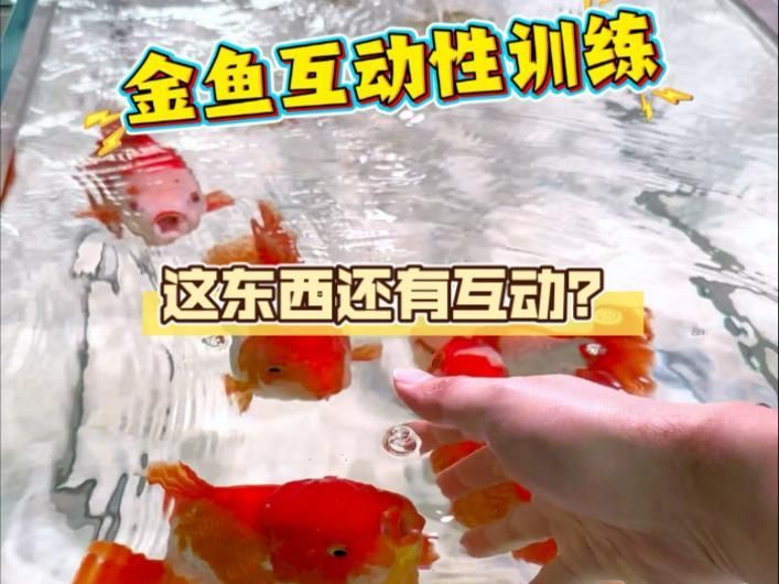能否提供金魚訓練的具體視頻教程（如何訓練金魚）