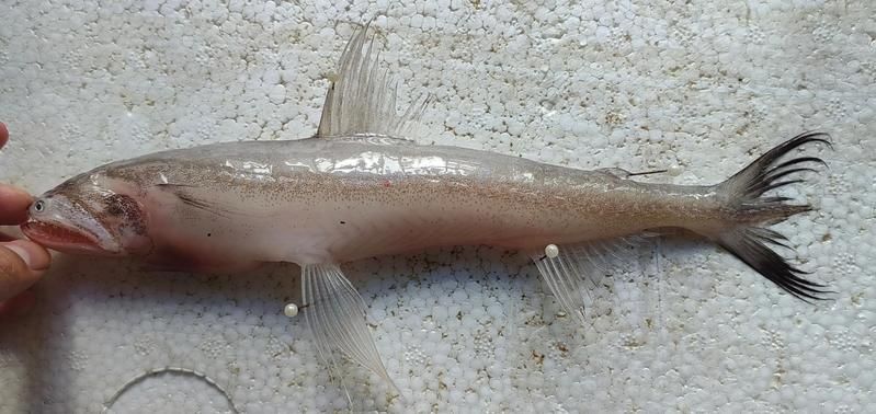 龍頭魚不能隨便掛（龍頭魚不能隨便掛，家居風水避坑指南）
