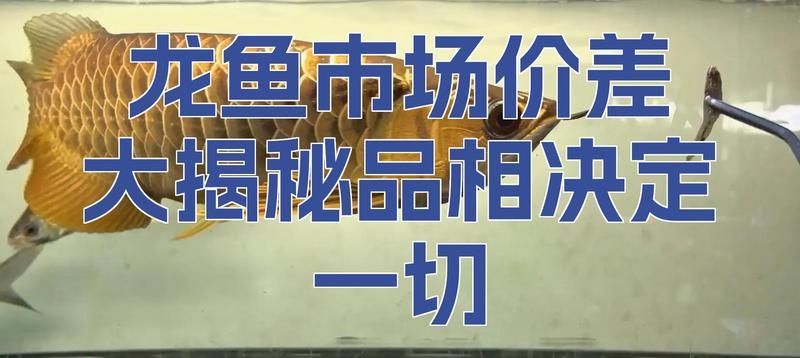 哪個品種的龍魚最珍貴（血紅龍魚市場價差大揭秘血紅龍魚市場價差大揭秘）