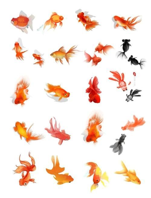 十大風水魚排名（十大風水魚排名詳解）