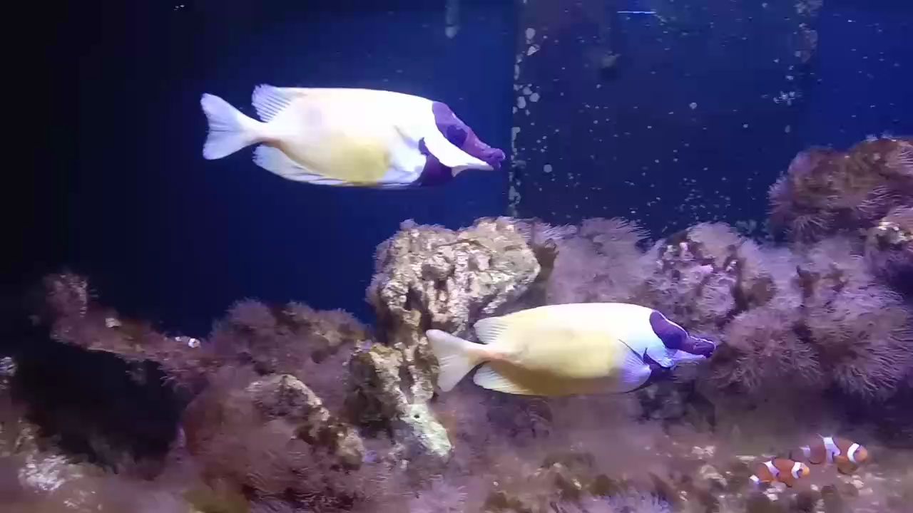 抱一顆平常心（抱一顆平常心是我們?cè)诂F(xiàn)代社會(huì)中追求內(nèi)心平靜與和諧）