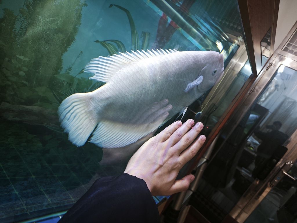 精品白化地圖魚 招財魚 個人玩家轉讓（精品白化地圖魚招財魚）