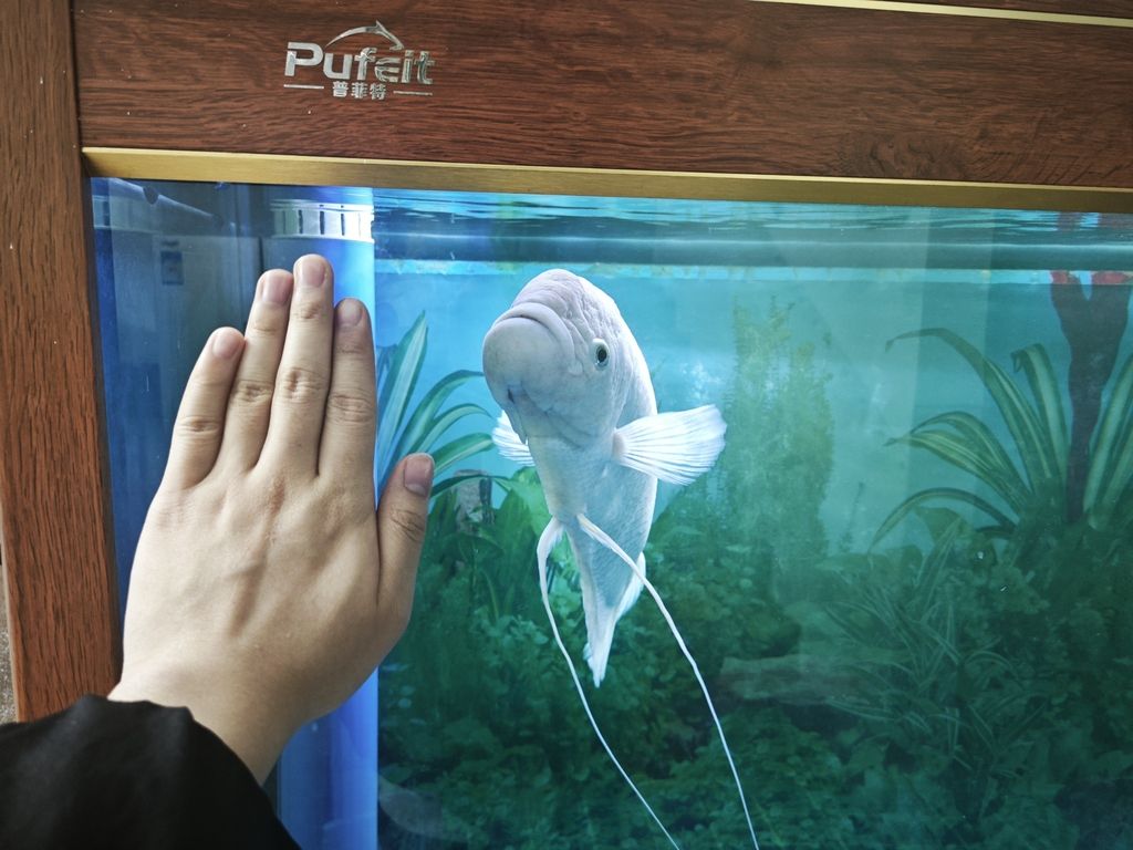 精品白化地圖魚 招財魚 個人玩家轉讓（精品白化地圖魚招財魚）