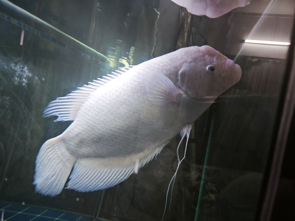 精品白化地圖魚 招財魚 個人玩家轉讓（精品白化地圖魚招財魚）