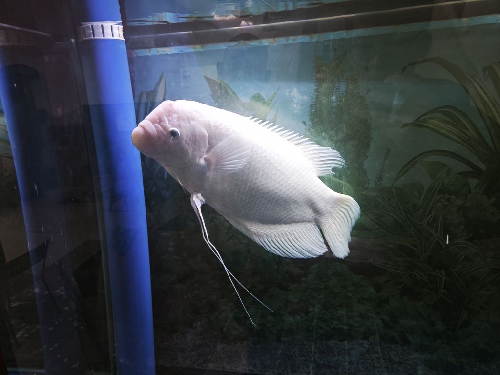 精品白化地圖魚 招財魚 個人玩家轉讓（精品白化地圖魚招財魚）