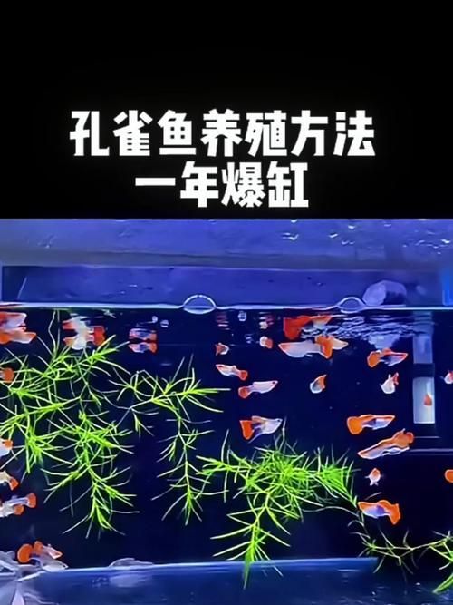 如何飼養這些熱門觀賞魚品種（如何飼養熱門觀賞魚品種，）