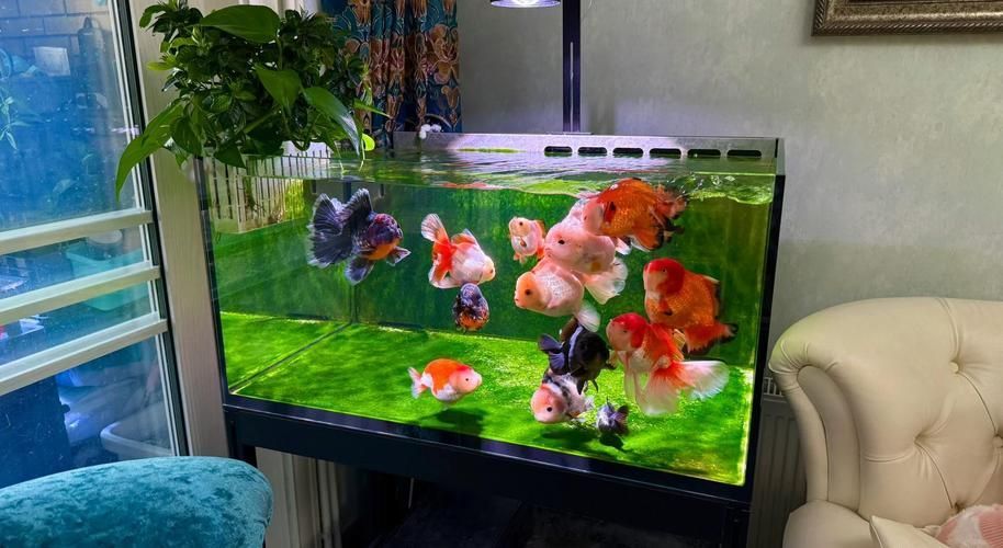 如何飼養這些熱門觀賞魚品種（如何飼養熱門觀賞魚品種，）