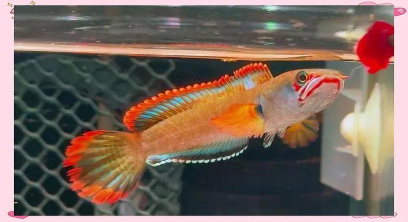 野生雷龍魚多少元一斤，野生雷龍魚價格波動大嗎野生雷龍魚價格波動大嗎