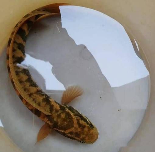 野生雷龍魚多少元一斤，野生雷龍魚價格波動大嗎野生雷龍魚價格波動大嗎