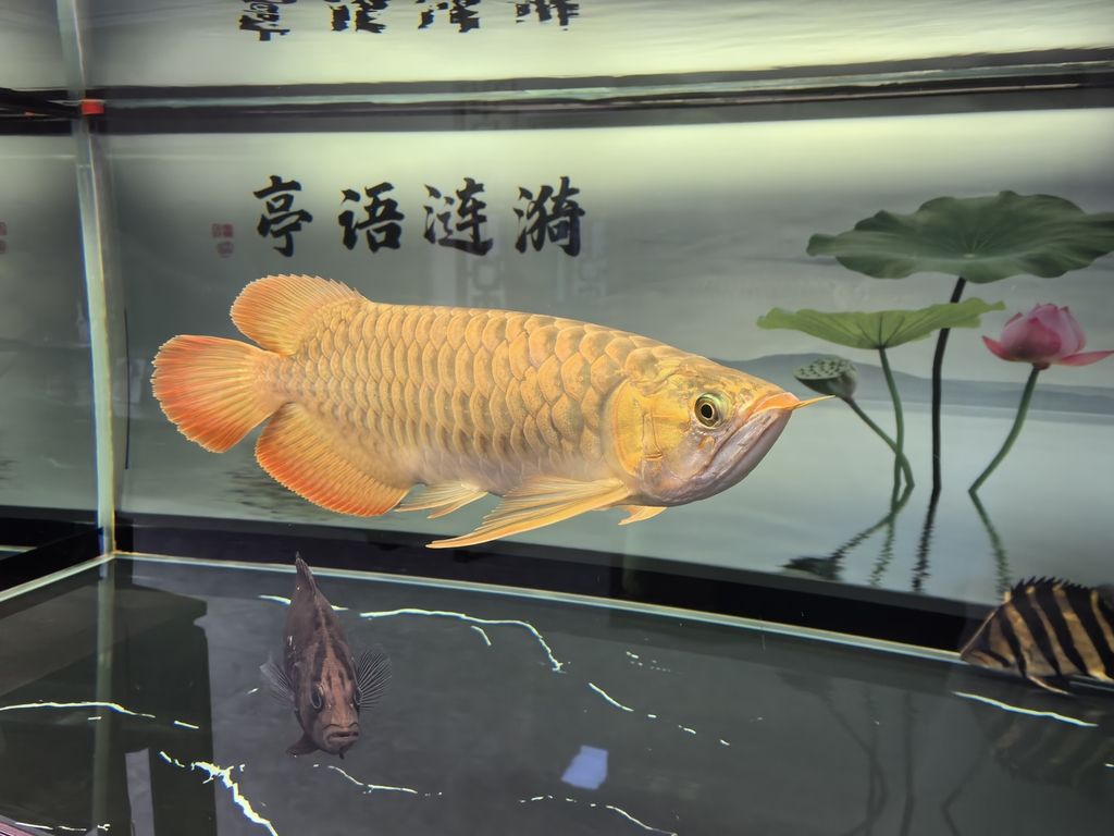 堅持愛好，堅持愛好對個人成長和心理健康的影響