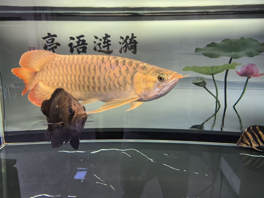 堅(jiān)持愛好，堅(jiān)持愛好對個(gè)人成長和心理健康的影響