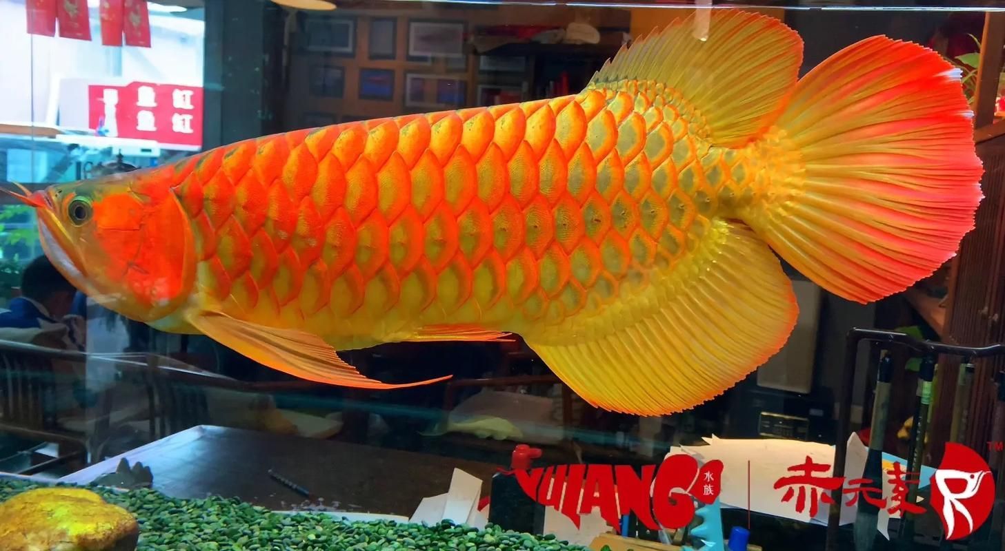 赤元素紅龍與其他紅龍魚品種有何區(qū)別？，赤元素紅龍與其他紅龍魚品種的核心區(qū)別